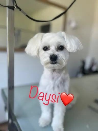 Birma Psa i Kota Salon